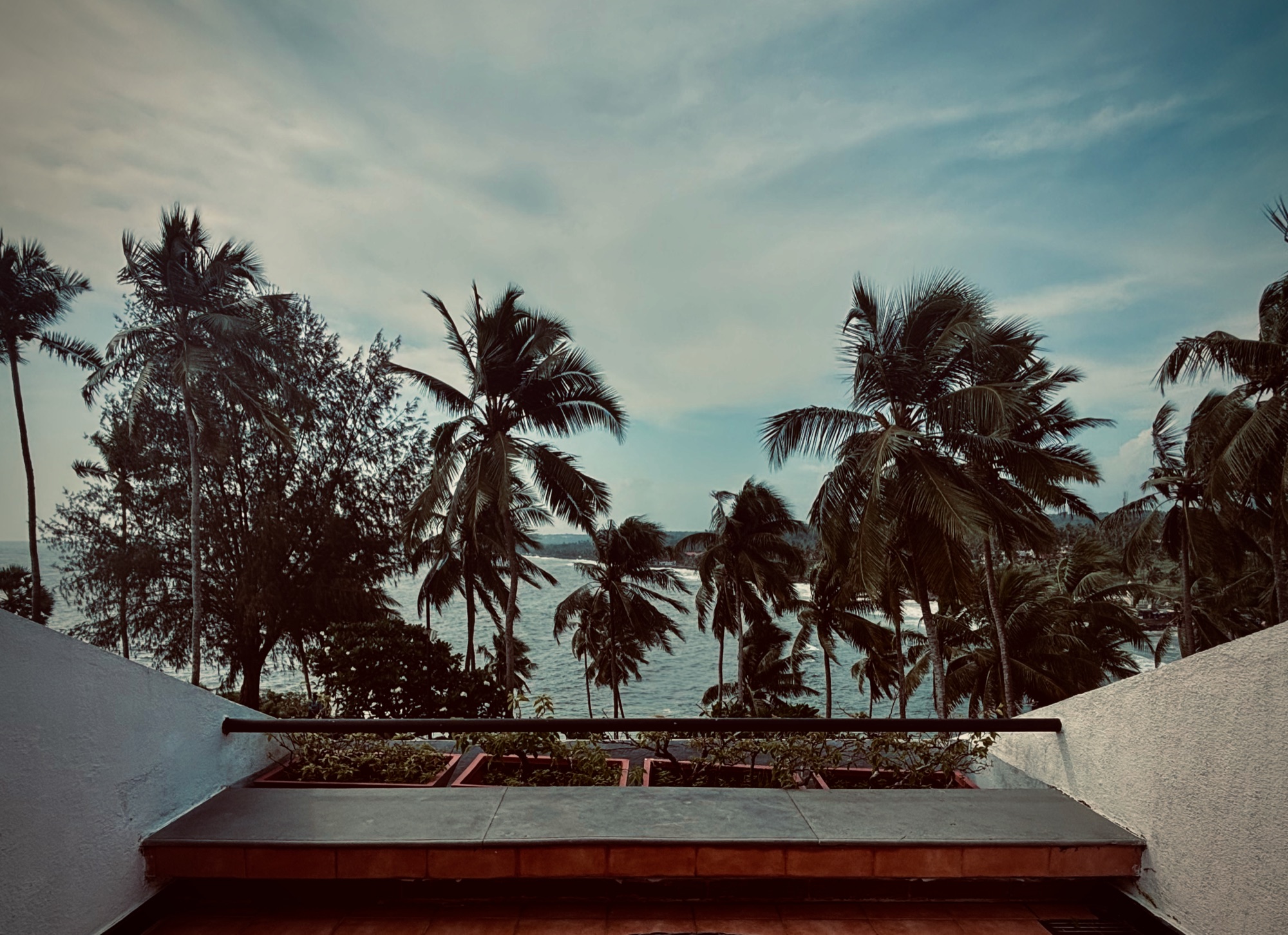 The bay through the palms