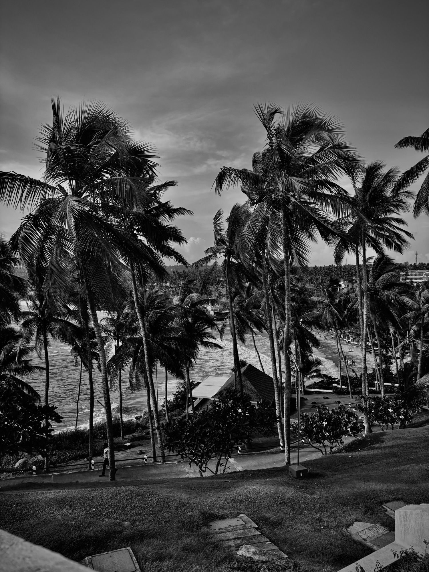 Palms leaning over a beach cove — from the photography gallery